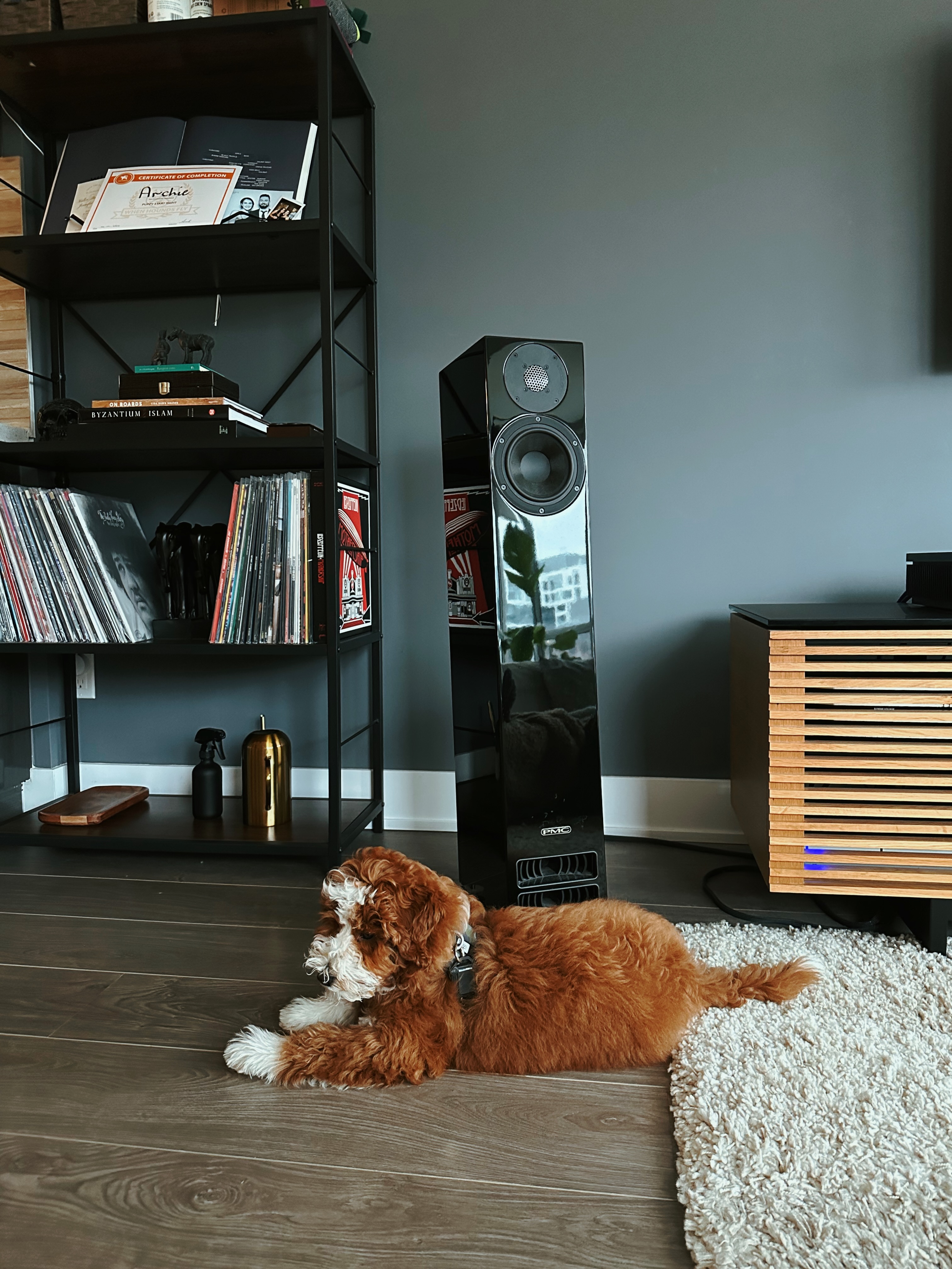 mini goldendoodle lounging with music playing